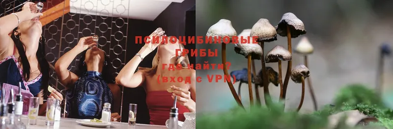 продажа наркотиков  omg зеркало  Псилоцибиновые грибы Cubensis  Нальчик 